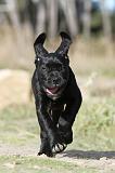 CANE CORSO 414